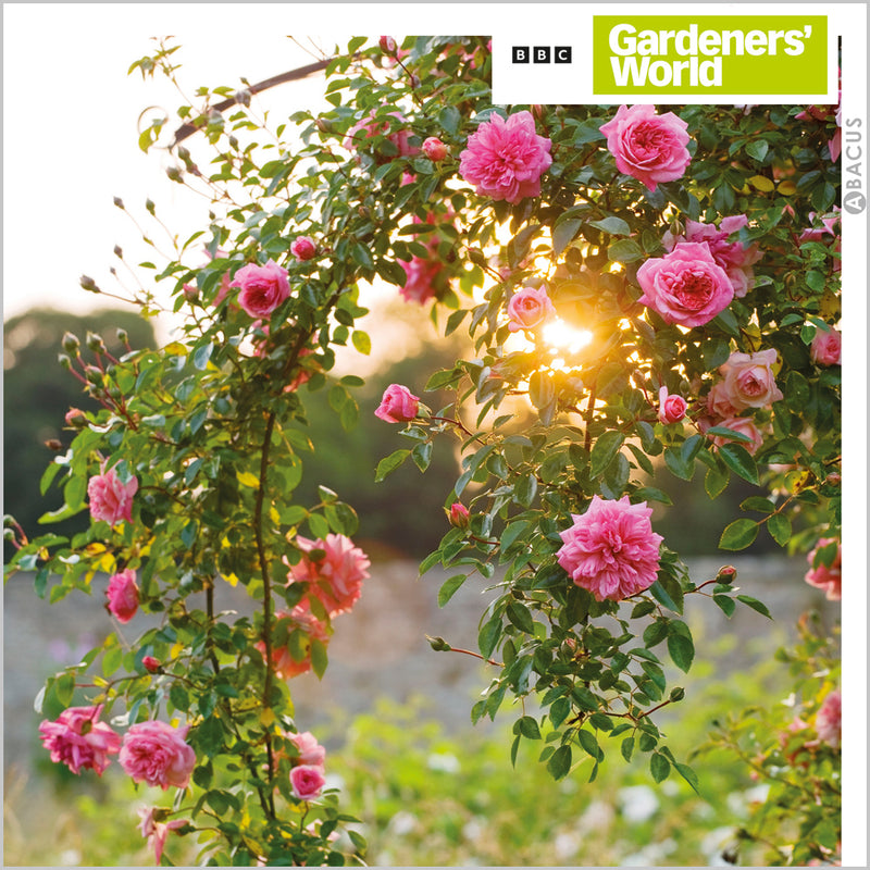 ABA Blank - Climbing Rose Rambler