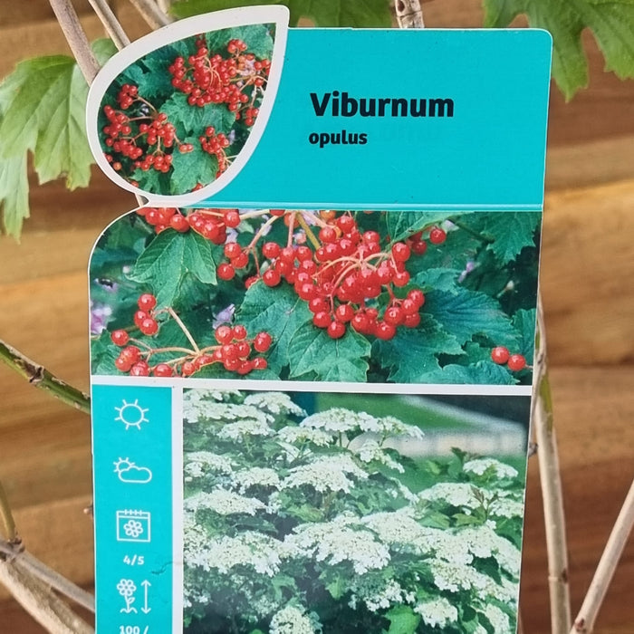 Viburnum Opulus 20cm