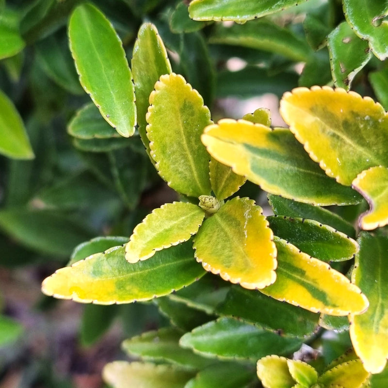EUONYMUS jap. Mic Aureovariegatus 2ltr