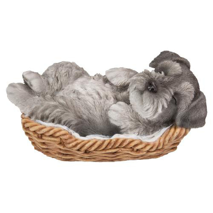 VIVID  Schnauzer In Basket