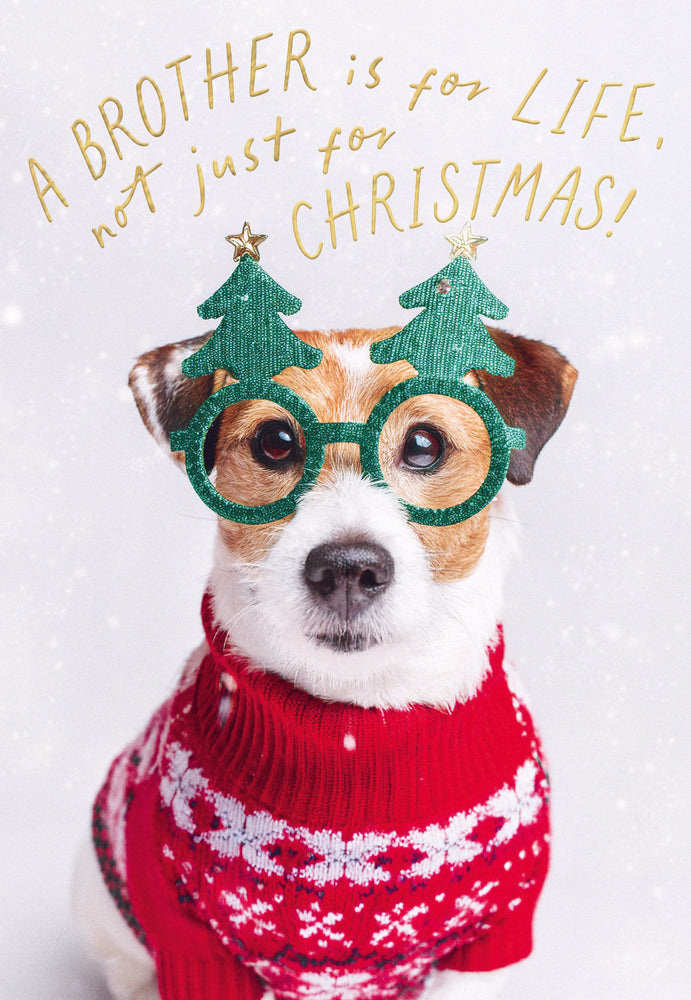 Abacus XM Brother Brother Festive Jack Russell
