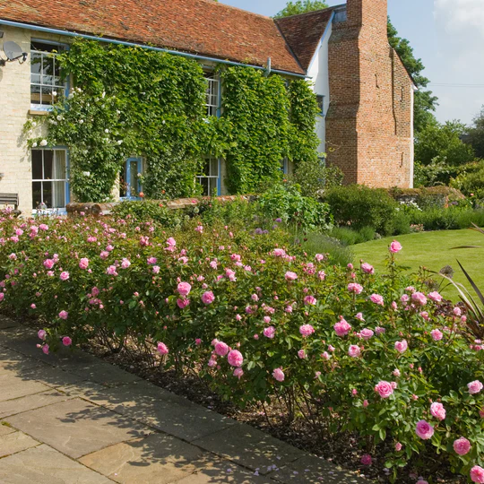 DAVID AUSTIN ROSES - Hyde Hall