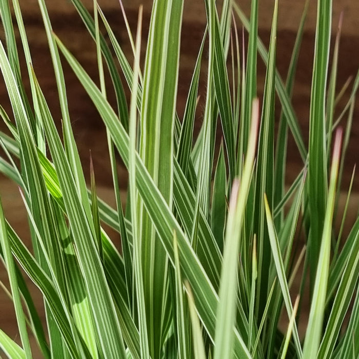 VANE MOLINIA  'Variegata' 17cm