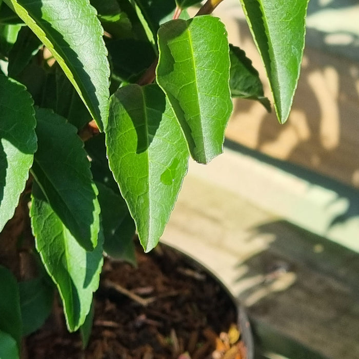 PRUNUS 'L Angustifolia'