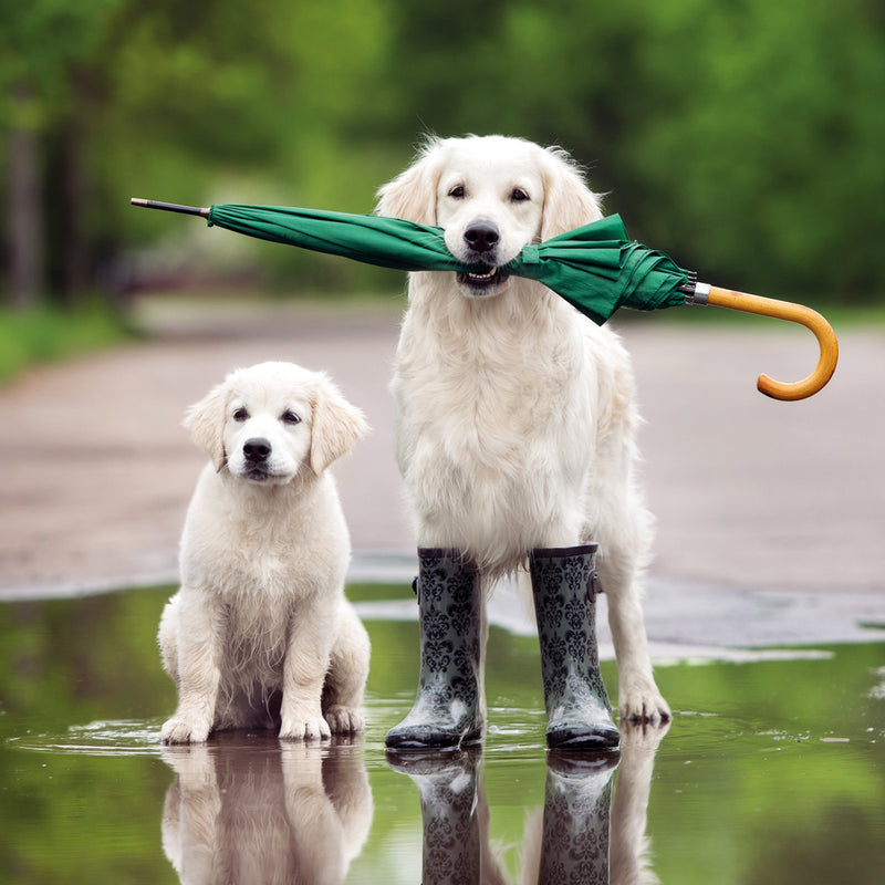 ABA Birthday Gen Photo - Puddle Pups