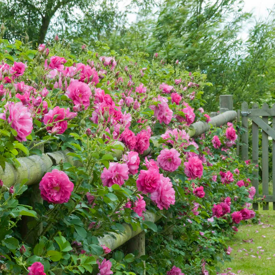 DAVID AUSTIN ROSES - Wild Edric