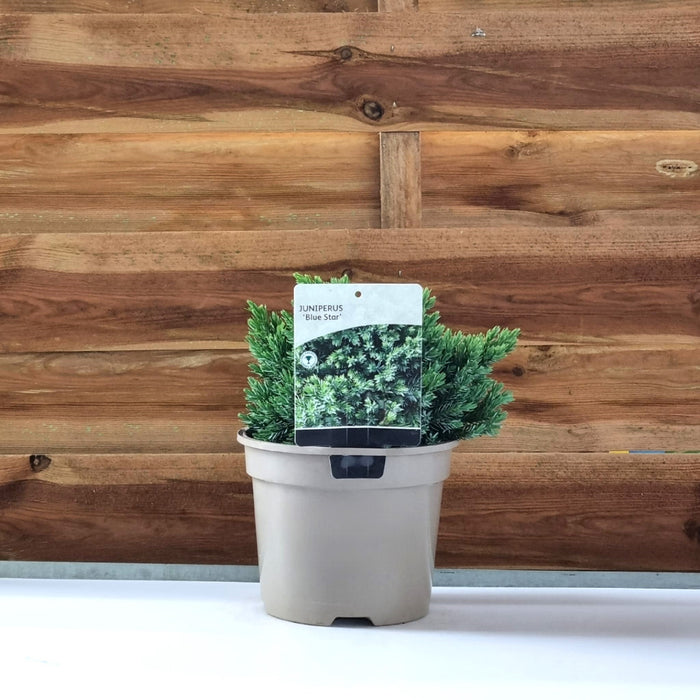 JUNIPERUS squam. 'Blue Star' 2ltr