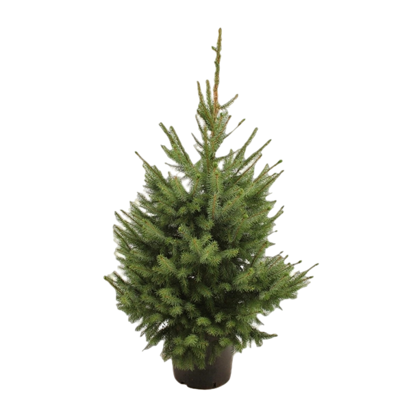 PICEA Omorika P29