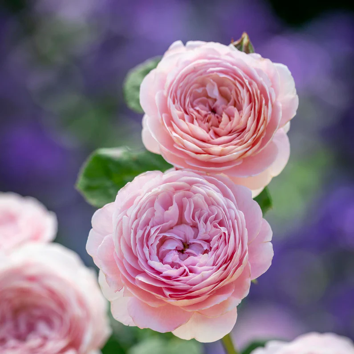 DAVID AUSTIN ROSES - Queen Of Sweden