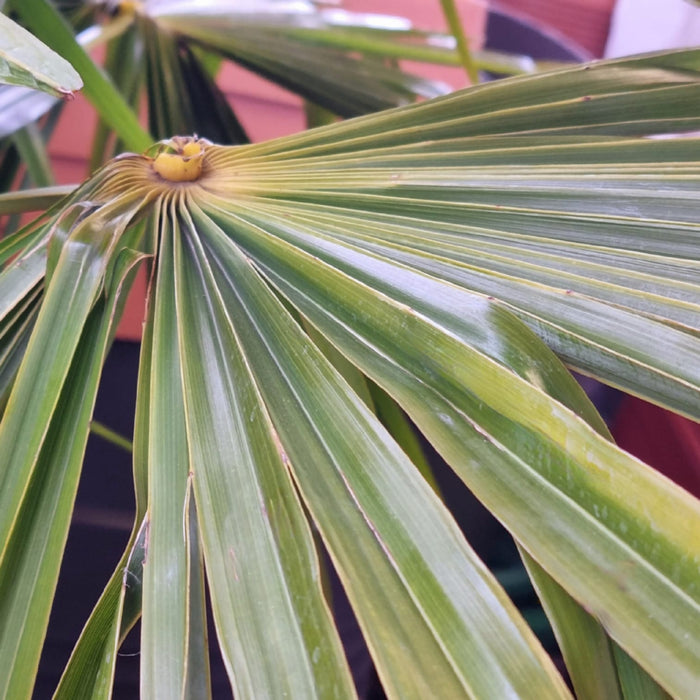 TRACHYCARPUS  Fortunei CLT 20