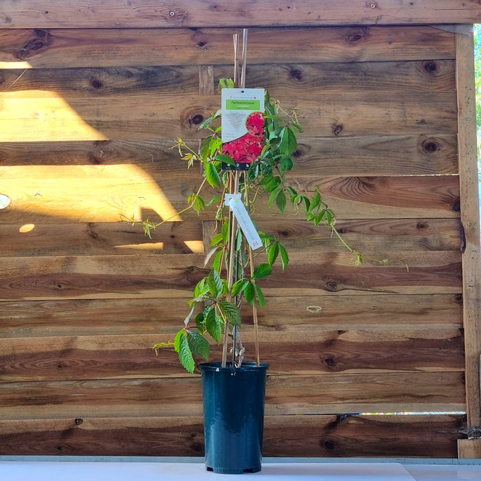 PARTHENOCISSUS quinquefolia 3L