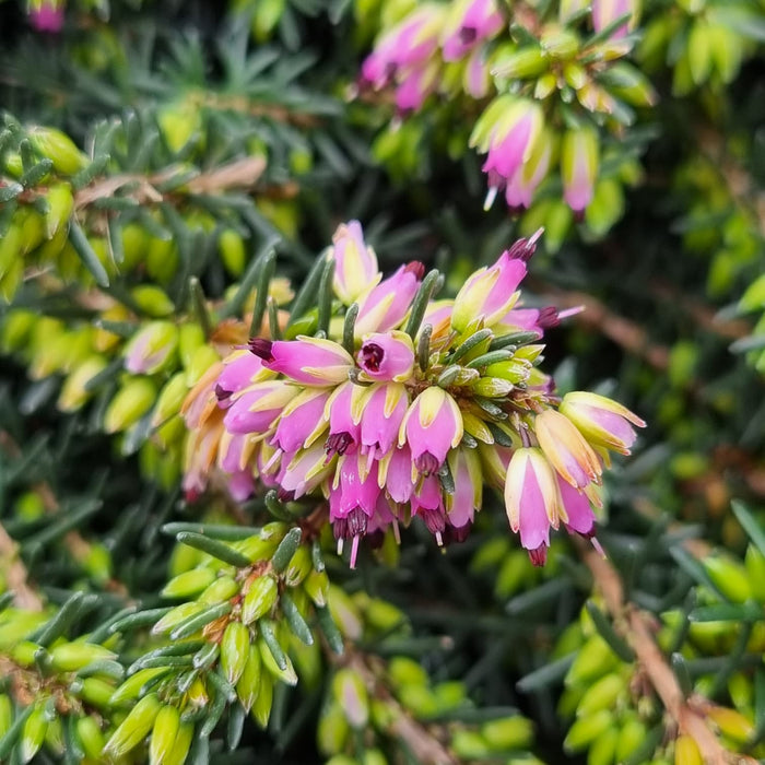 ERICA Darleyensis Mix 3ltr