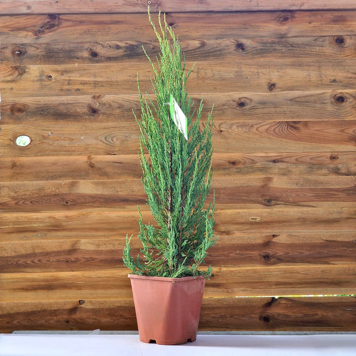 Juniperus Virg. Blue Arrow 4.5L