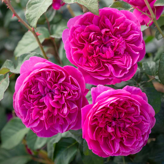 DAVID AUSTIN ROSES -  James L Austin