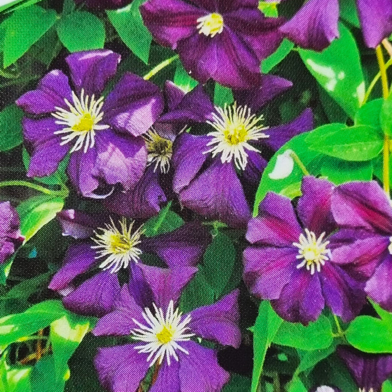 CLEMATIS viticella Etoile Violette 3L