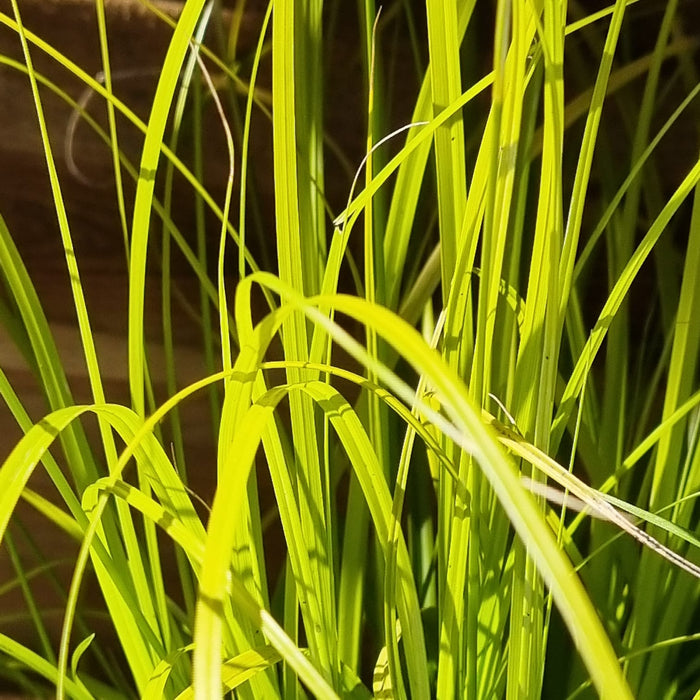 VE CAREX 'Everillo' 5L