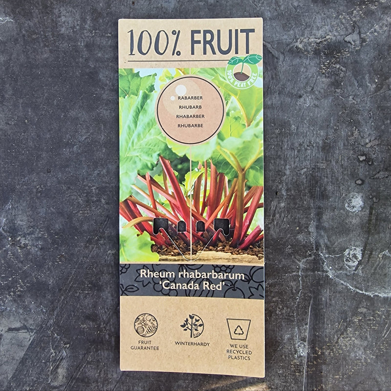 RHEUM rhabarbarum 'Canada Red' P15 2ltr