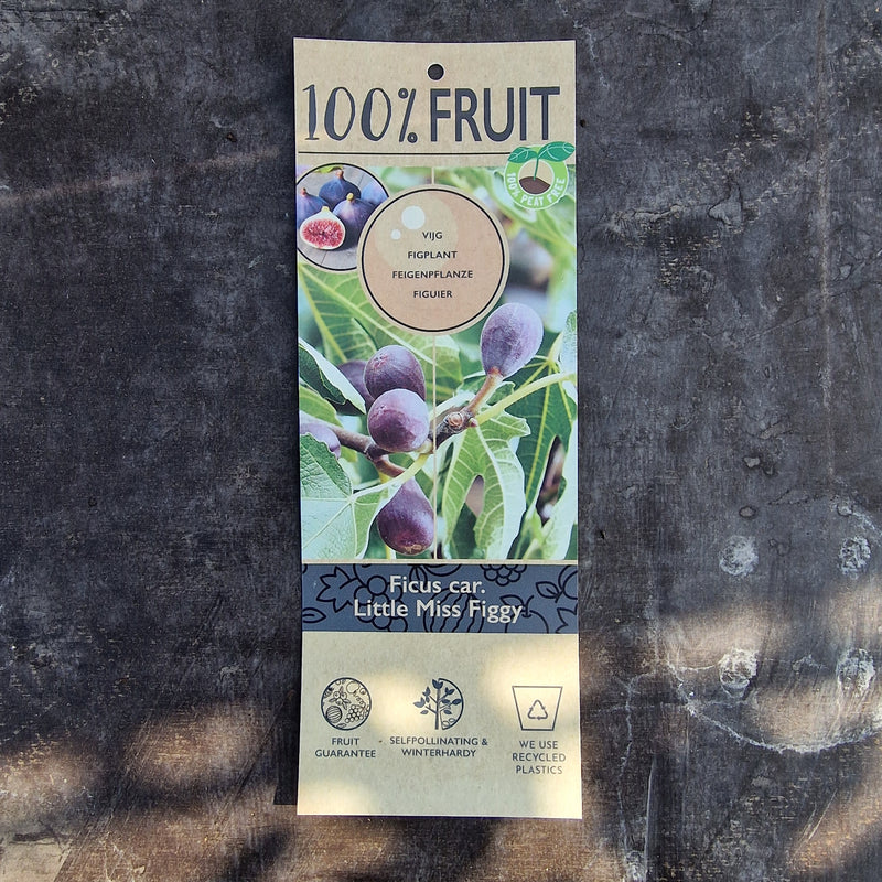 FICUS carica Little Miss Figgy 21cm