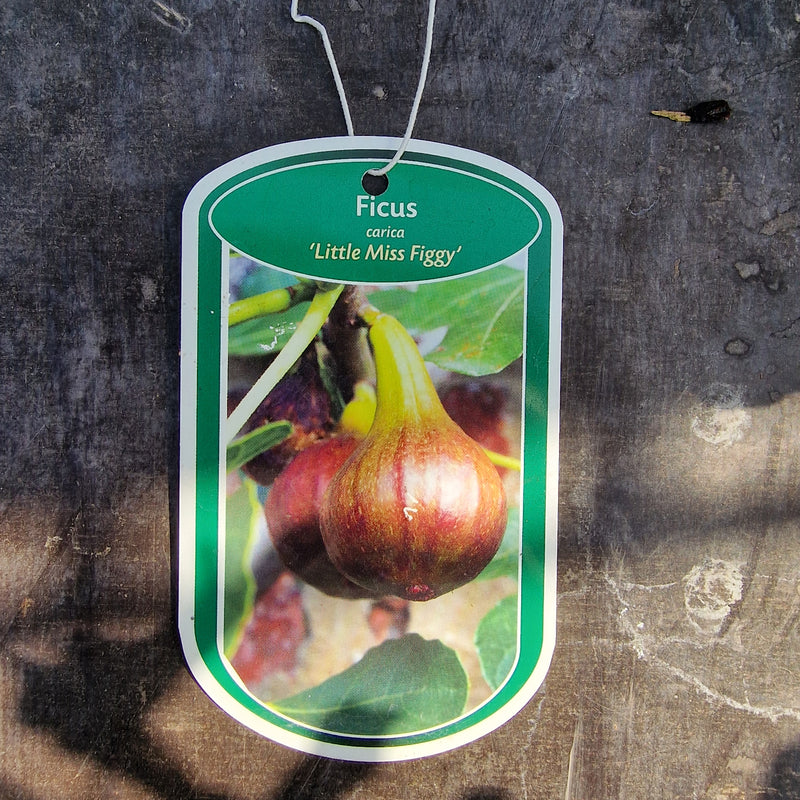 FICUS carica 'Little Miss Figgy' (LMF01 PBR) 3ltr