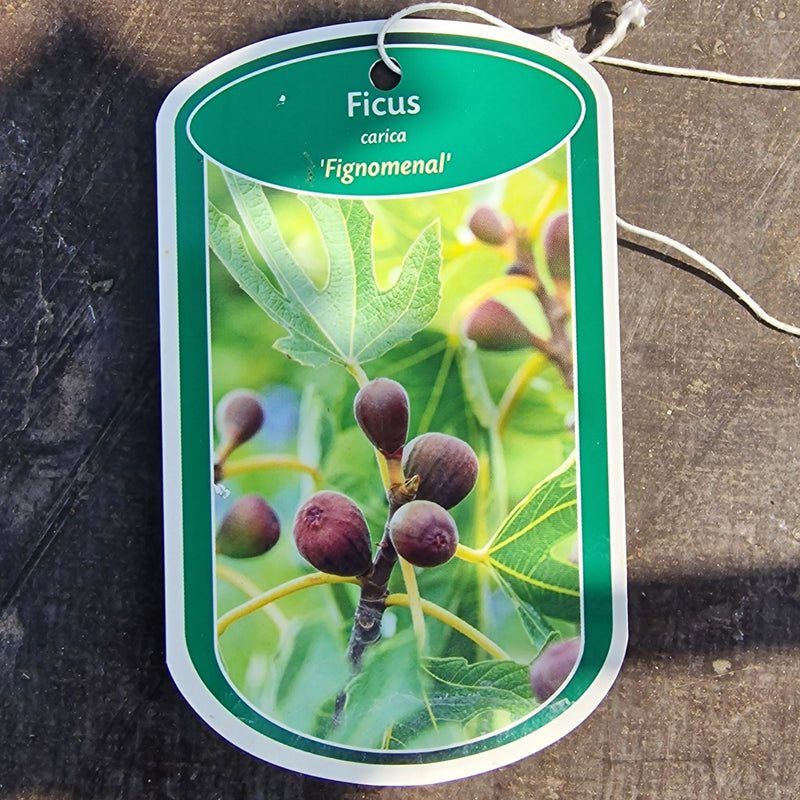 FICUS carica 'Fignomenal' 3l
