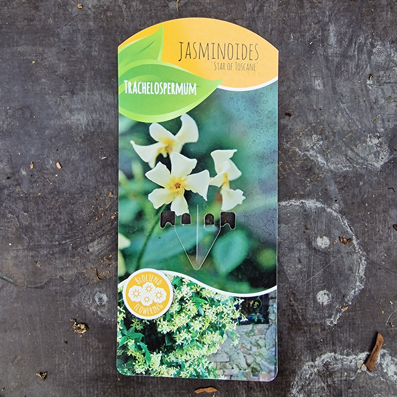 TRACHELOSPERMUM Star of Toscane P14
