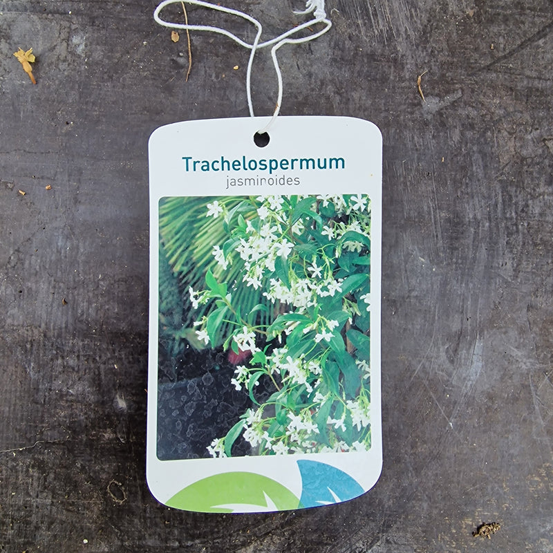 TRACHELOSPERMUM jasminoides 15cm