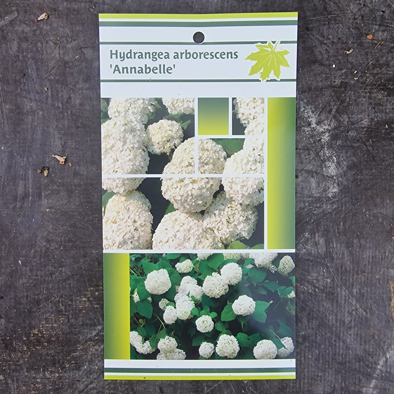 HYDRANGEA a. 'Annabelle'