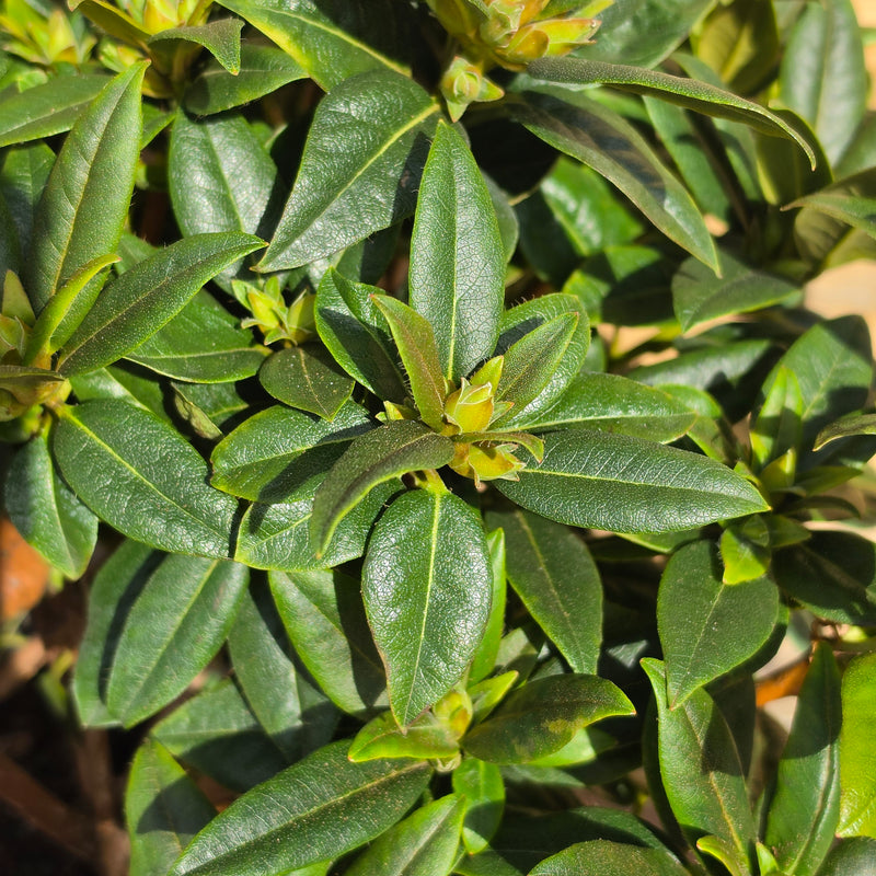 RHODODENDRON Dwarf Mix 30/35 19cm