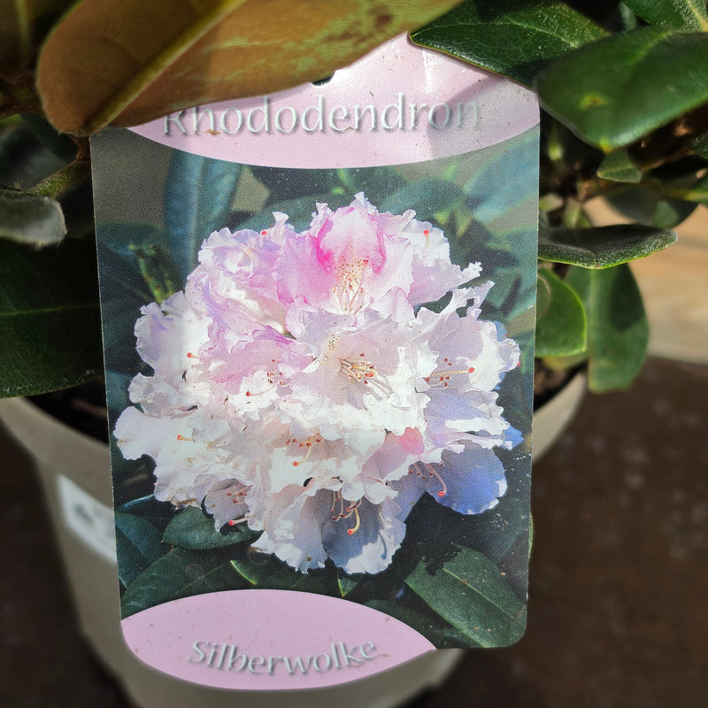 RHODODENDRON Dwarf Mix 30/35 19cm
