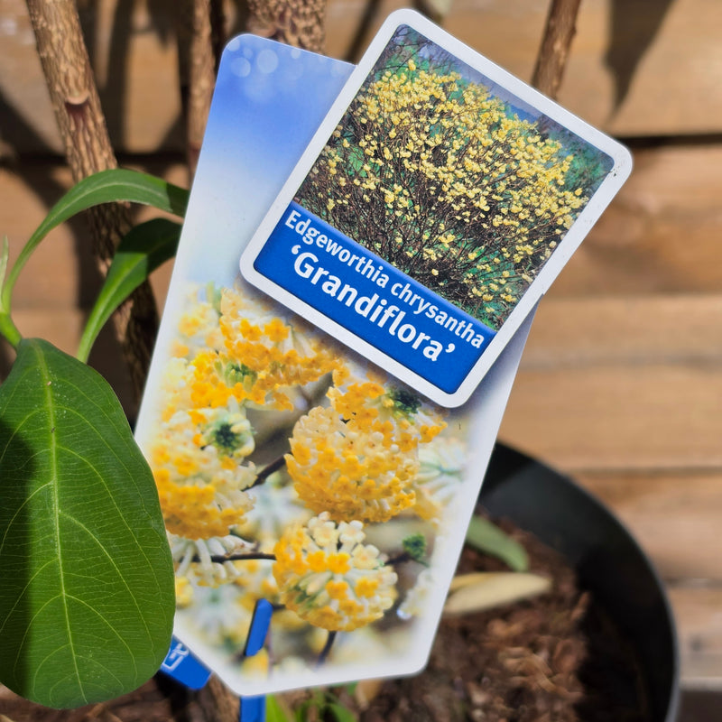 EDGEWORTHIA chrysantha 'Grandiflora' 29cm
