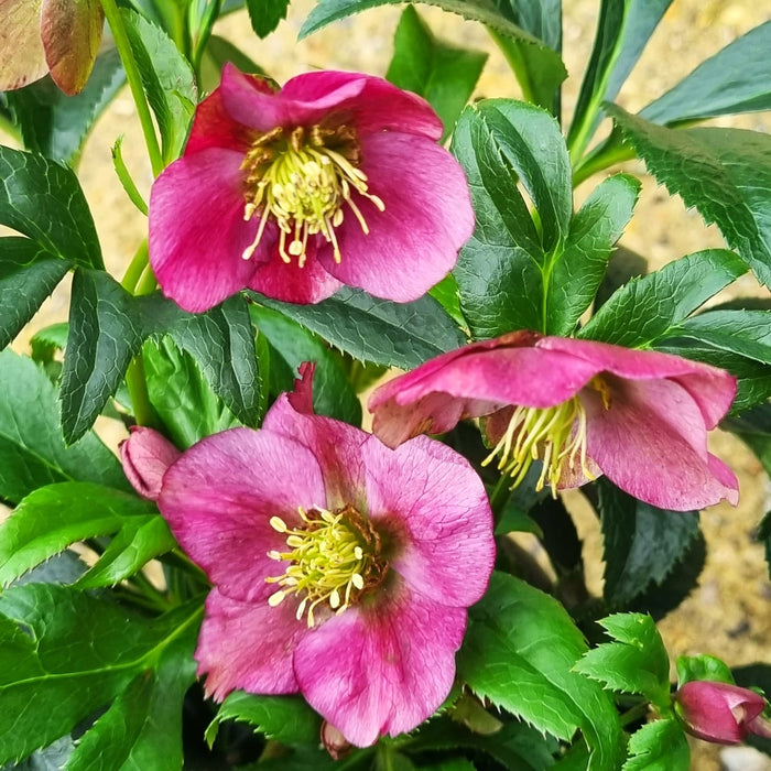 HELLEBORUS orientalis Hello Pink 2ltr