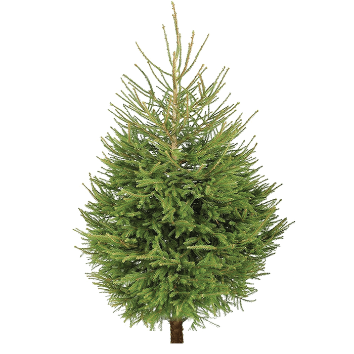 NORWAY  Spruce ~5'-6' 150-175cm