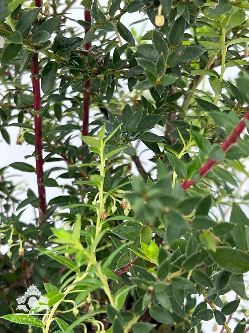 PERNETTYA mucronata P14