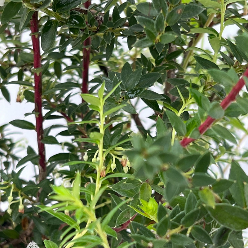 PERNETTYA mucronata P14