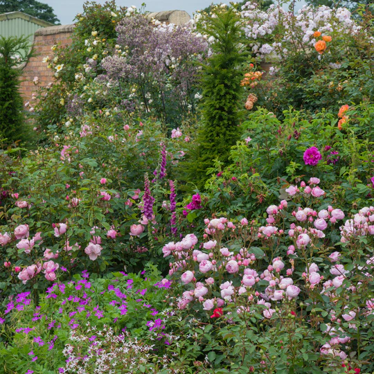 DAVID  Austin Geoff Hamilton