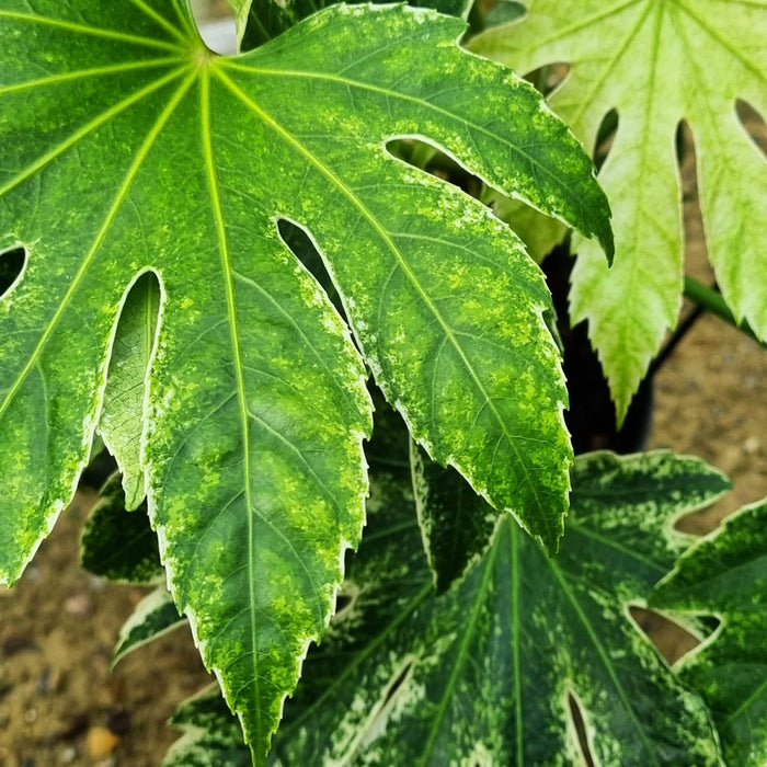 FATSIA jap. Variegata Spider Web