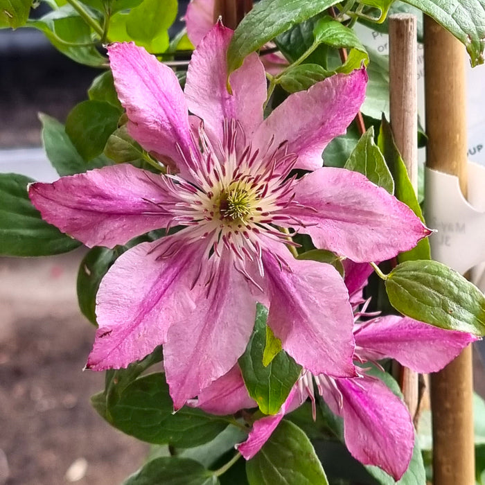 CLEMATIS Sarah Elizabeth Evipo098 3L