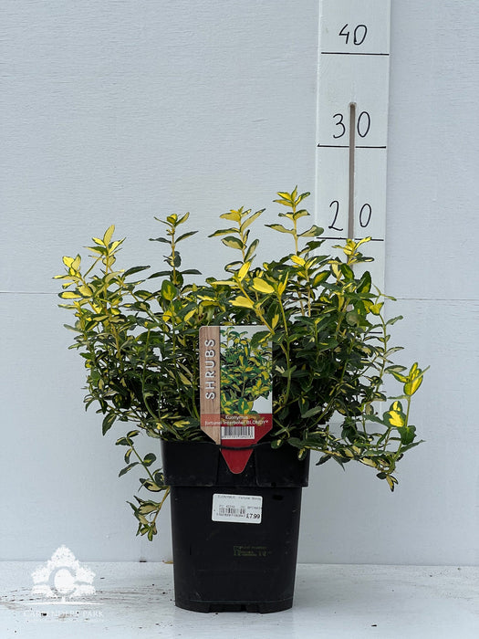 EUONYMUS Fortunei Blondy