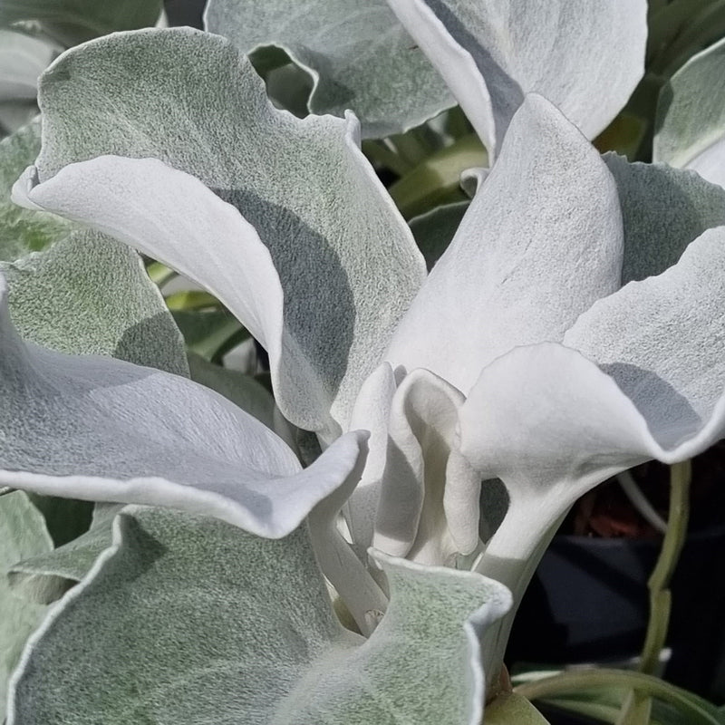 SENECIO Angel Wings