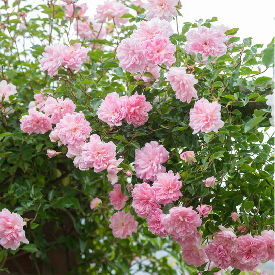 DAVID AUSTIN ROSES - Francois Juranville