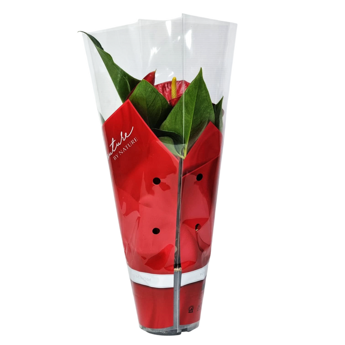 ANTHURIUM andr 12cm