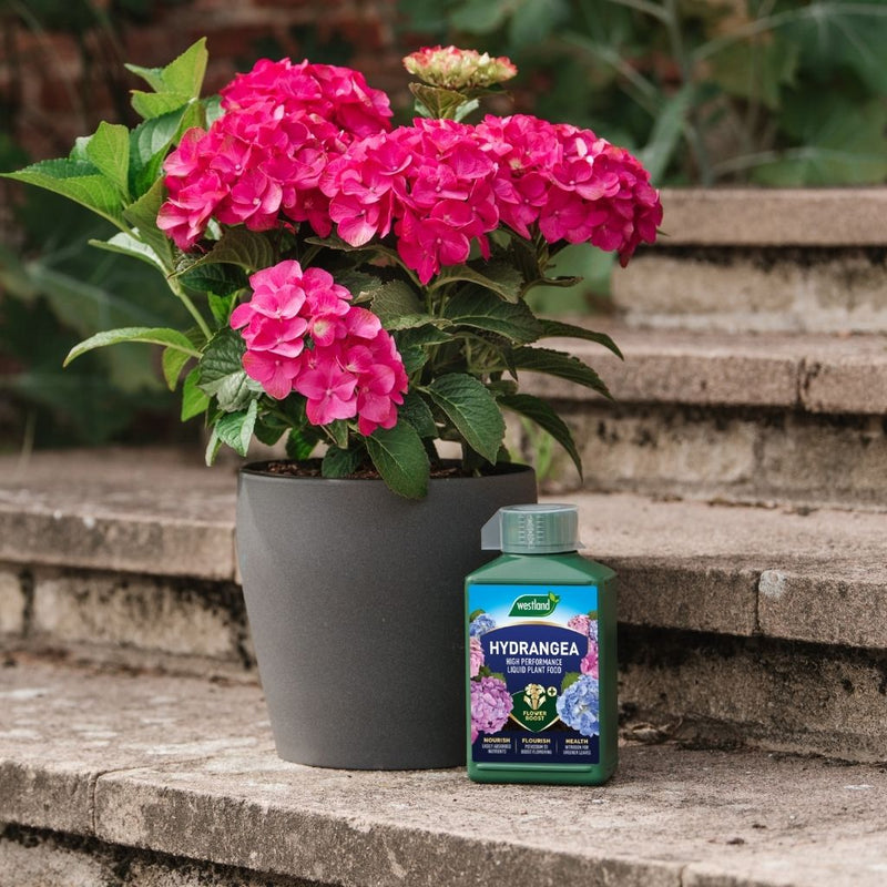 Westland Hydrangea High Performance Liquid Plant Food 1Ltr