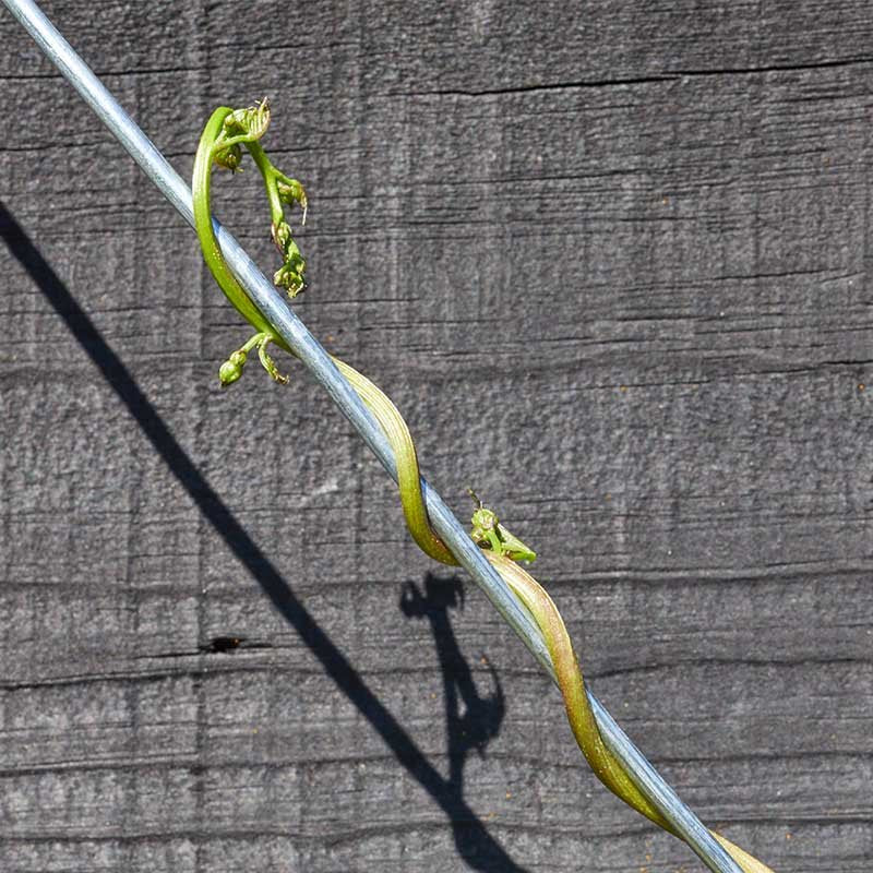 Smart Garden Galvanised Wire 3Mm X 25M