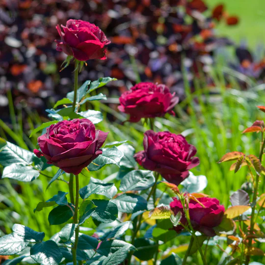 DAVID AUSTIN ROSES - Falstaff
