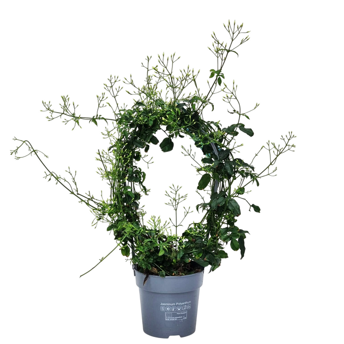 JASMINUM bow 12cm Pot