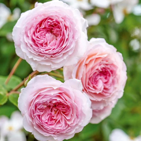 DAVID AUSTIN ROSES - James Galway GLC 6ltr