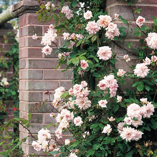 DAVID AUSTIN ROSES - Cecile Brunner Climbing