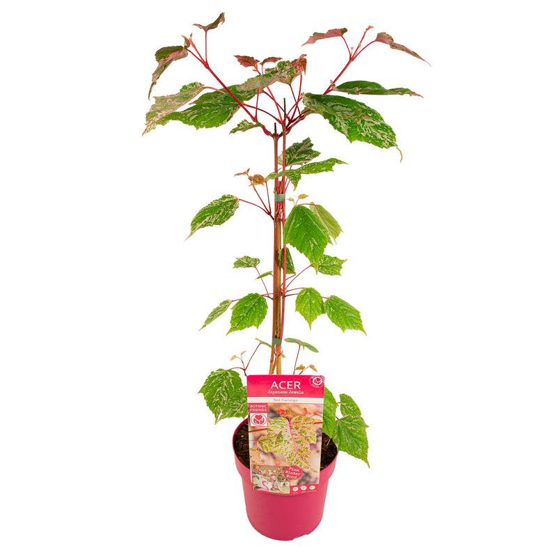 ACER Red Flamingo C3