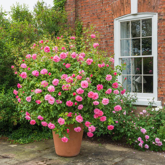 DAVID AUSTIN ROSES - Hyde Hall