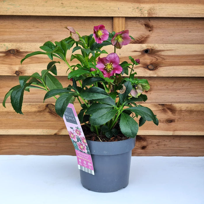 HELLEBORUS orientalis Hello Pink 2ltr